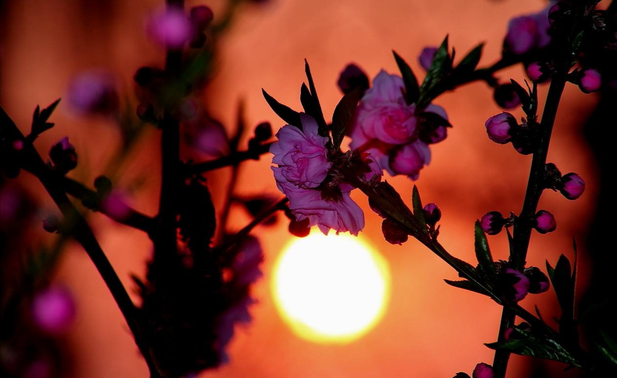 夕阳落花，恋人相许