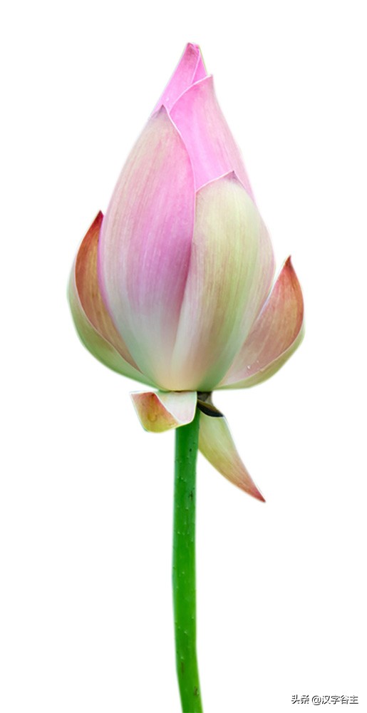 荷花有关知识及字词诗文（闲情偶寄芙蕖）