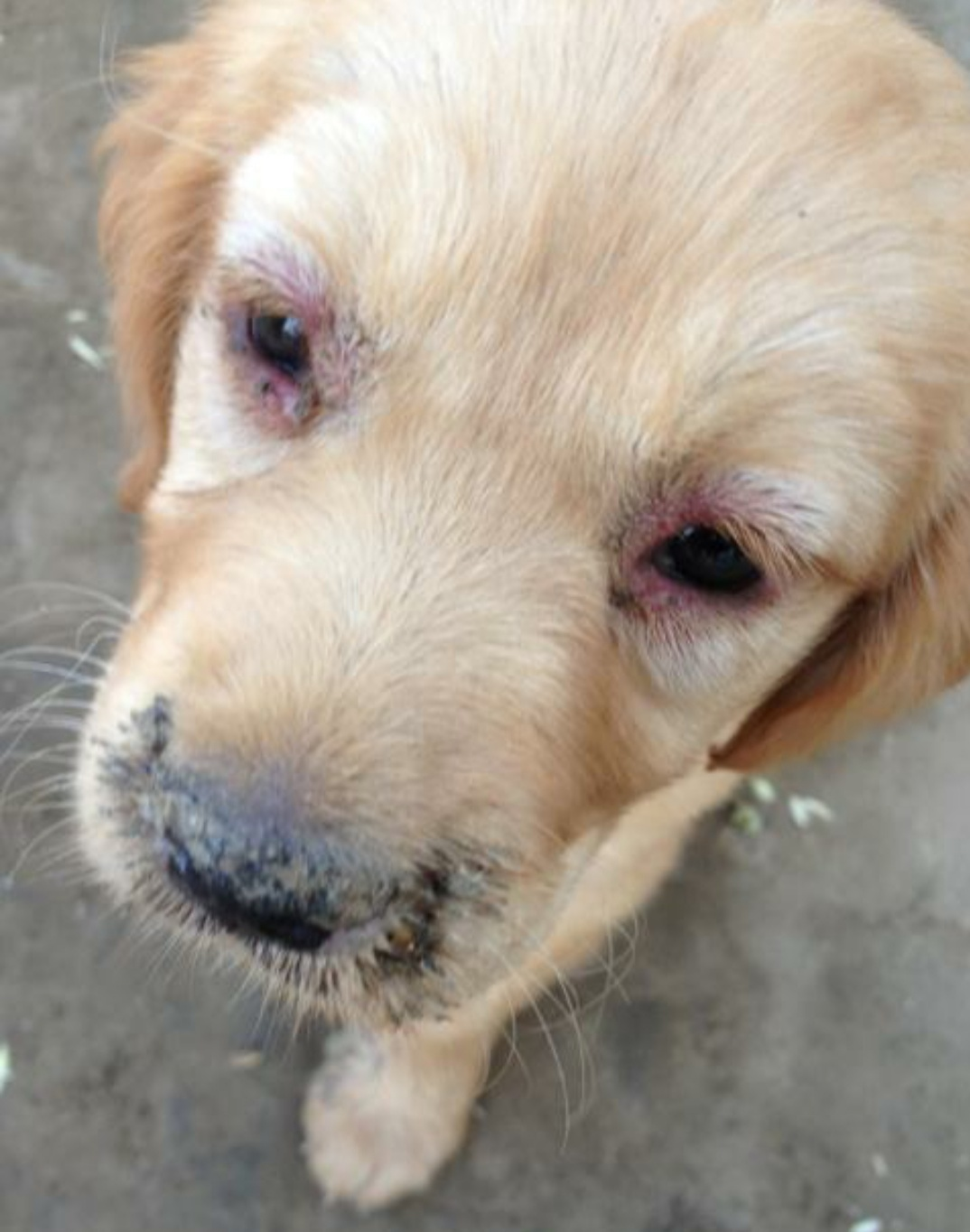 犬瘟热初期症状眼睛图片