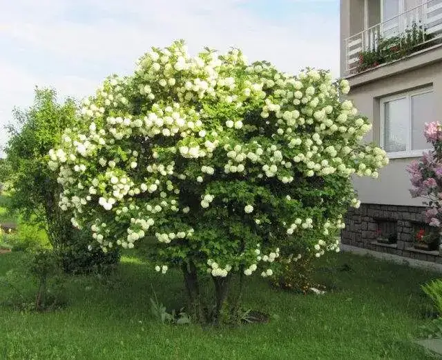 《夢見花開》