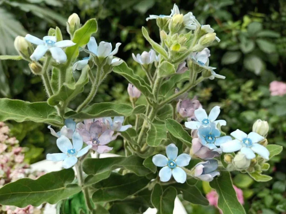 藍星花的花語,藍星花的花語和寓意