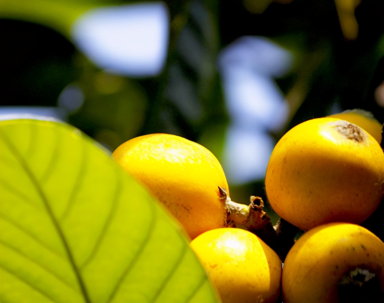 五月枇杷黄似橘，古诗词里的枇杷，这12首古诗你都知道吗？