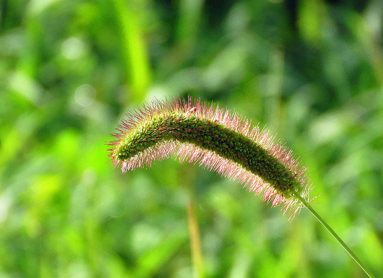 "狗尾巴草"是个宝,用来煮水喝,或能帮人们解决这4大问题