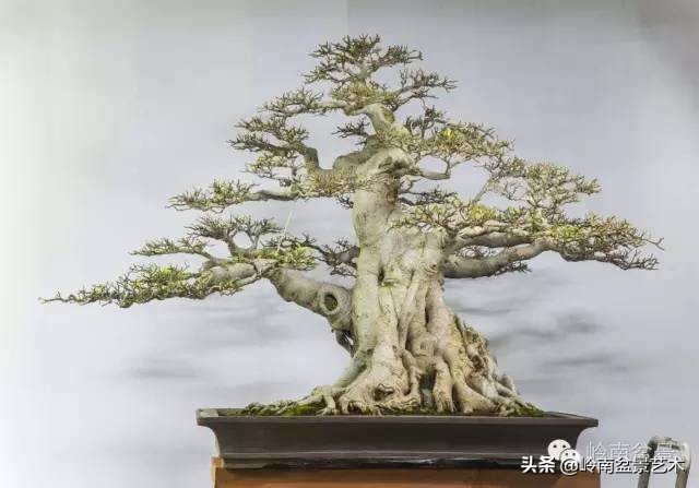 榕樹盆景圖片,榕樹盆景圖片大全欣賞