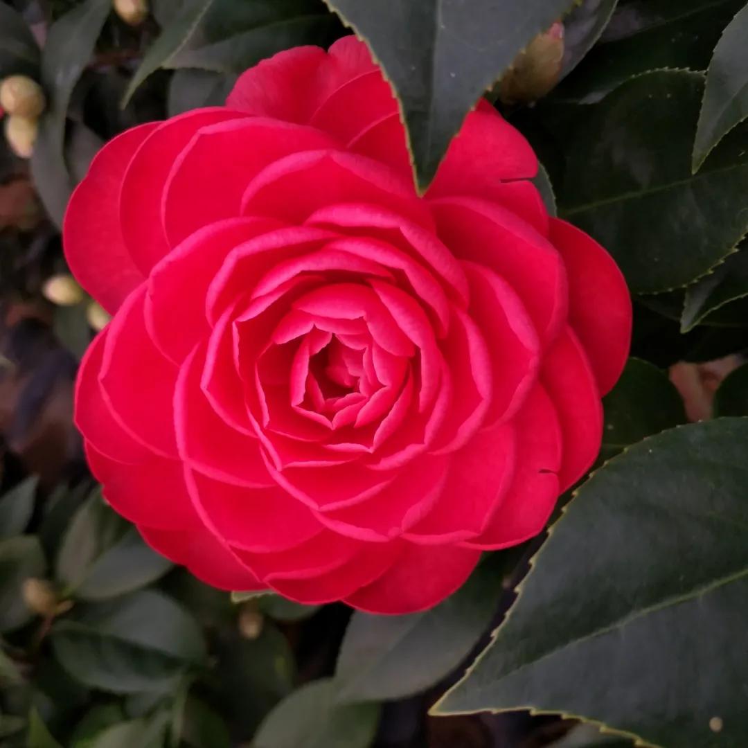 花期长好养护的茶花-花期长好看又好养的茶花 - 114知识网