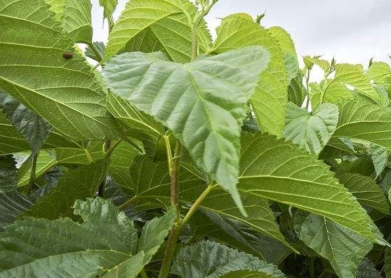 桑白皮的功效与作用 桑白皮图片-文化号