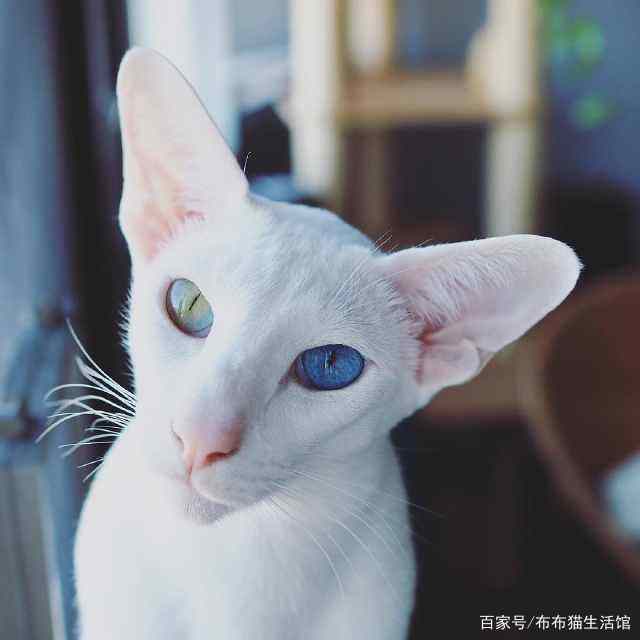 世界42种宠物猫，看看你能认识多少