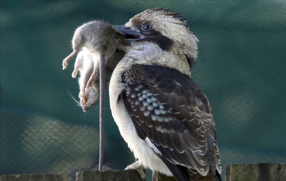 奥运会吉祥动物有哪些("笑鸟":来自澳大利亚的高智商吉祥物,擅长捕蛇