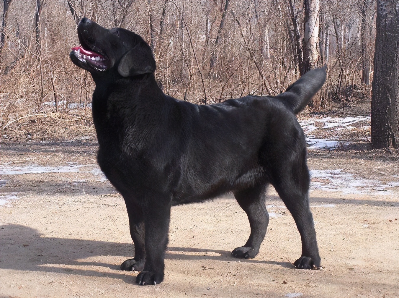 纯种拉布拉多犬图片(不同颜色的拉布拉多) - 赤虎壹号