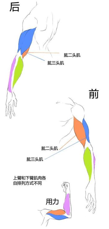 姿势大全详解(「绘画参考」男性人体解析及动态姿势大全（干货分享）)