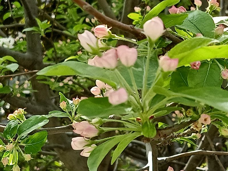 分行文字 ‖ 每一朵好看的花儿，都是春天的笑脸