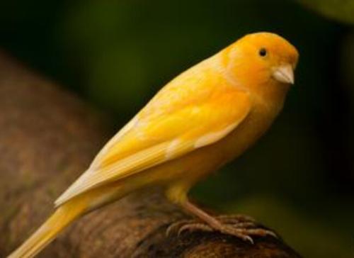 快来了解最全面的芙蓉鸟知识