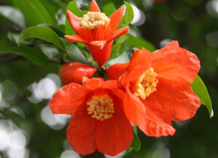 我喜欢满树的石榴花像星星一样盛开的石榴花_石榴树的花朵像什么