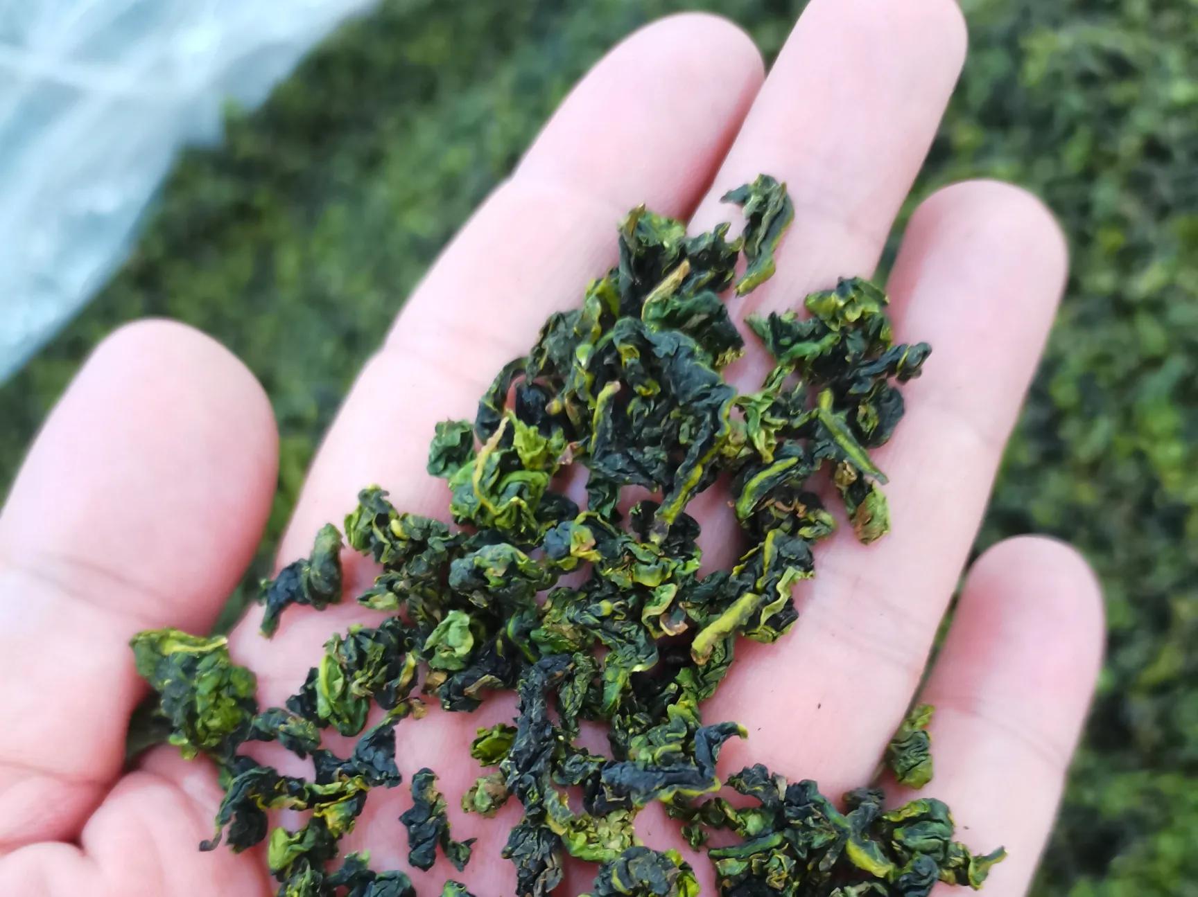 铁观音是绿茶吗铁观音绿茶