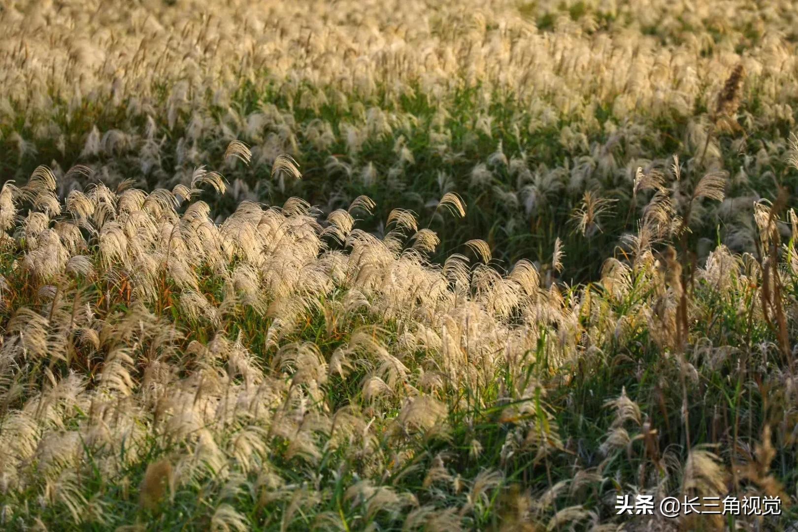 秋韵湖州，芦花飞扬：一场不容错过的诗意之旅