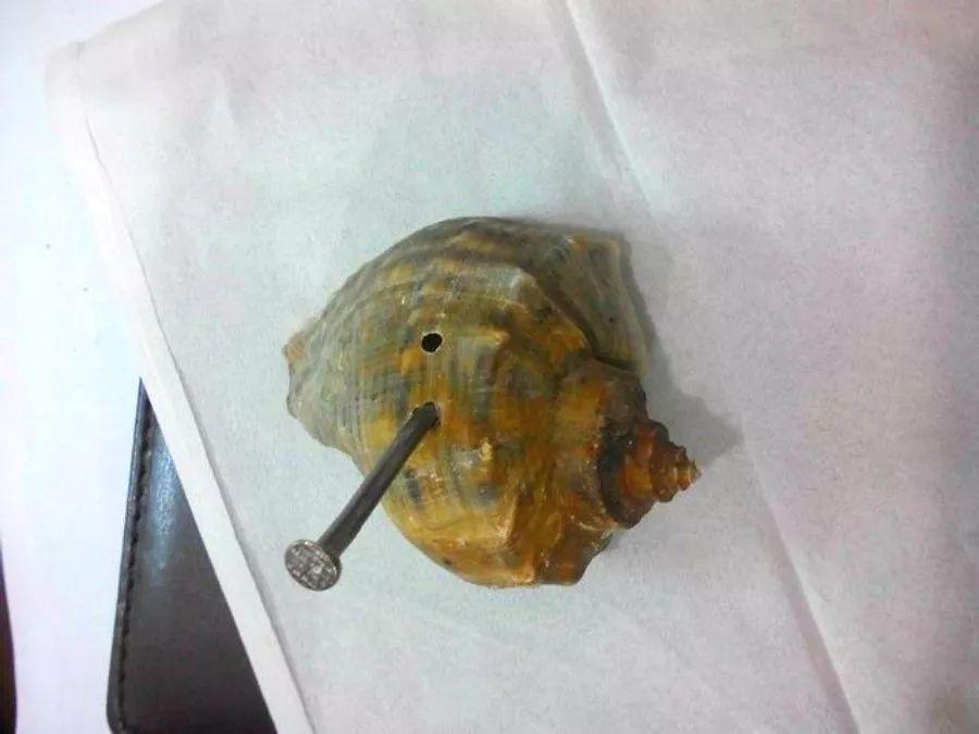 海螺图片大全(吃剩的"海螺壳"不要扔,凿个孔种上多肉,好看又实用)