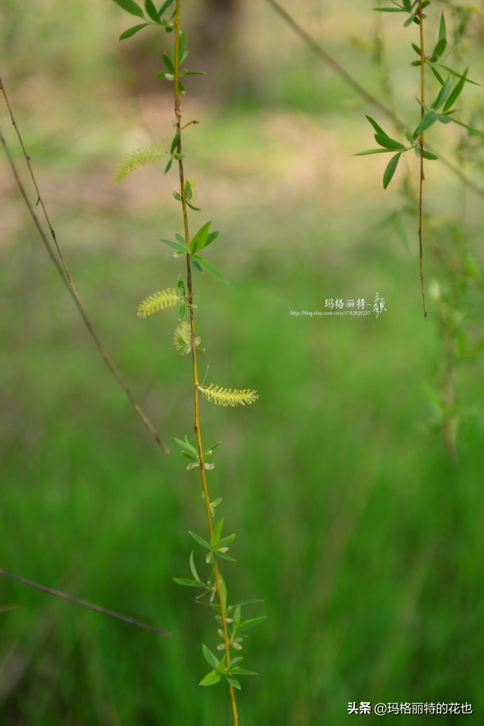 柳树什么时候发芽（山东柳树什么时候发芽）-第7张图片-巴山号