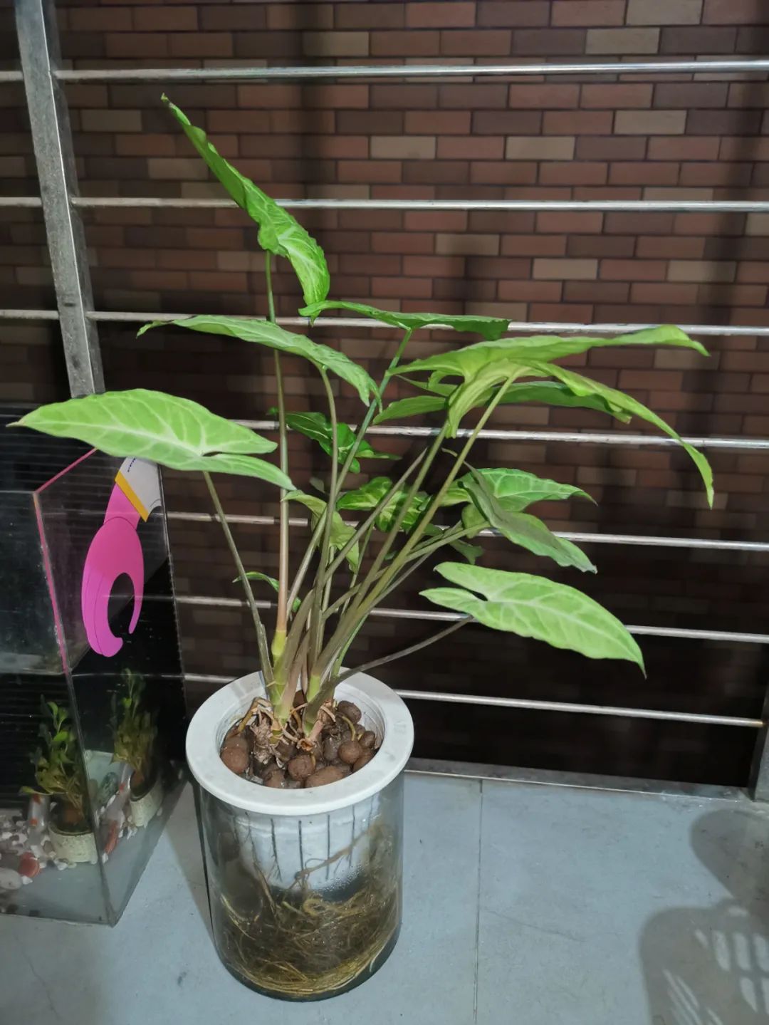 合果芋的种植方法(七步告诉你养殖合果芋的注意事项)