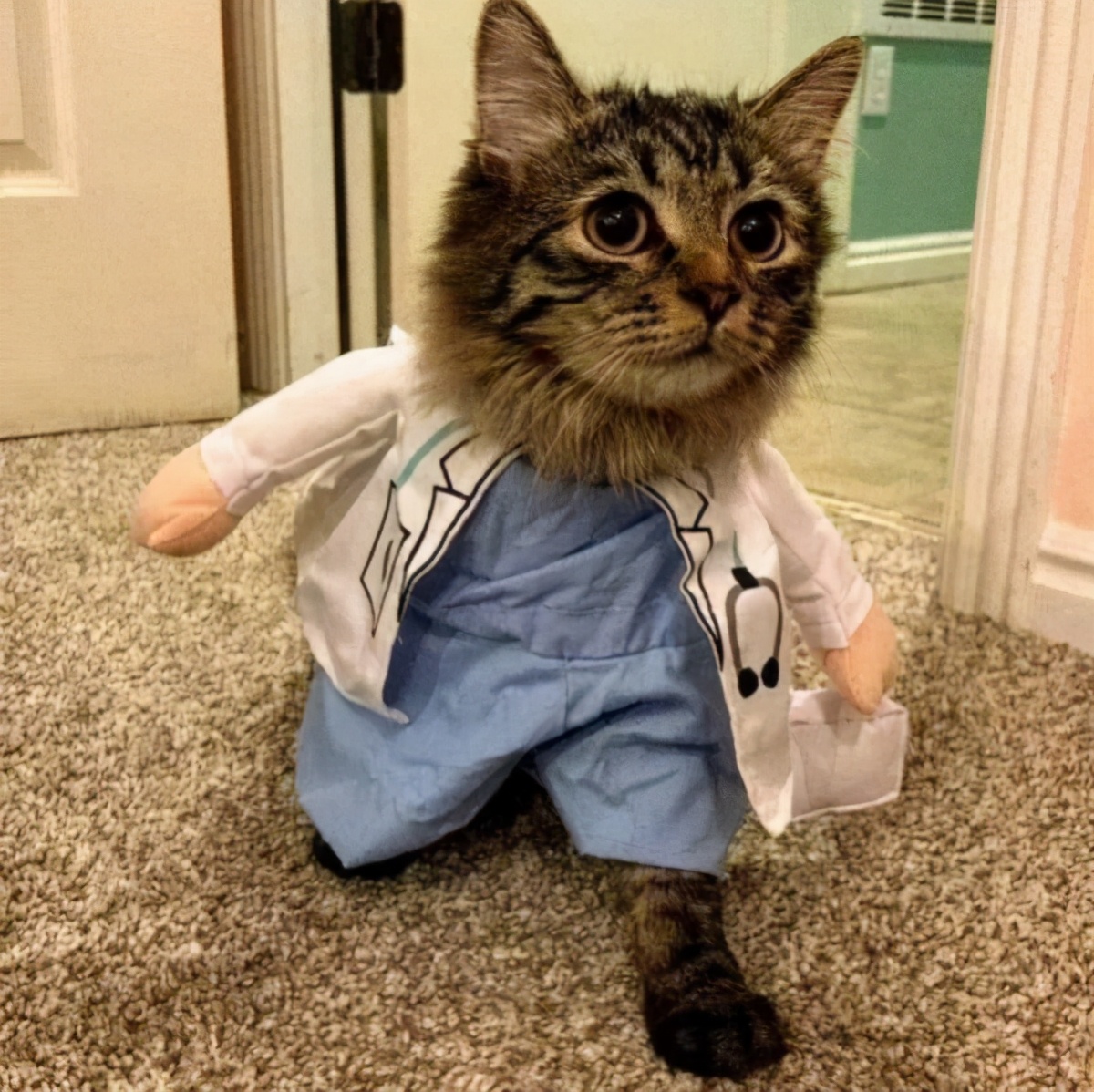 40张"憨猫"照片,被国外网友疯传:笑死人,傻猫真不是白叫的