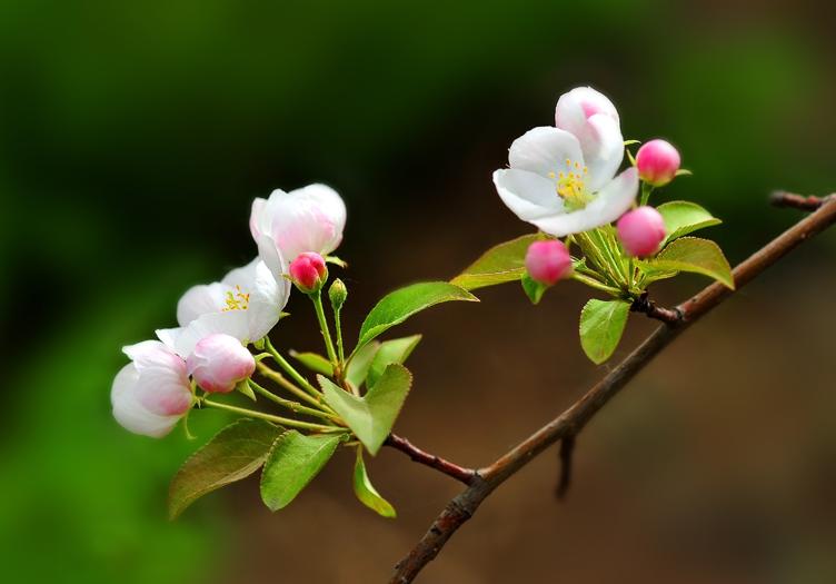 苹果花是什么颜色（苹果花外形及其科目介绍）