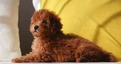泰迪犬pk比熊犬，公寓养的话，应该选哪个？