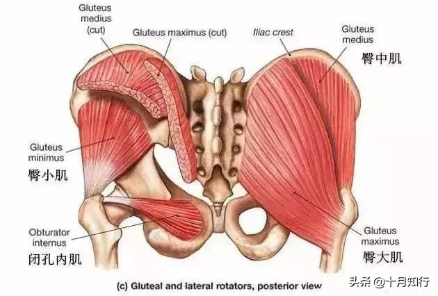 練臀不要忽視臀中肌，不僅讓外形更漂亮，還穩定骨盆讓身體更健康