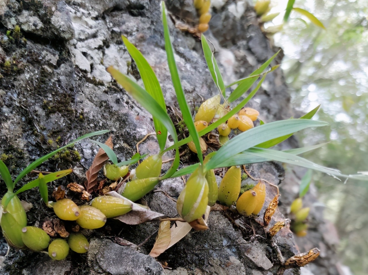 单叶岩珠功效与作用-我的快乐小窝