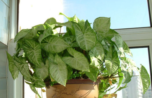 常见50种植物（50种常见的室内盆栽绿化植物）