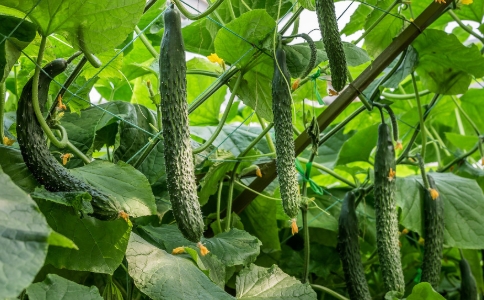 黄瓜不适合放在冰箱里保存