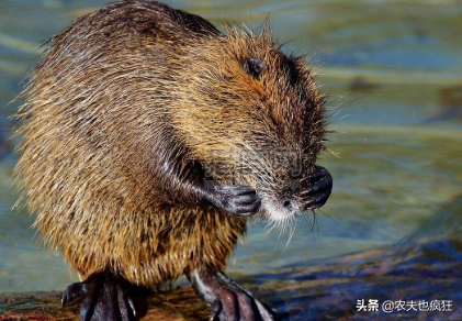 野生水老鼠可以吃吗（野生水老鼠可以吃吗图片）-第2张图片-巴山号