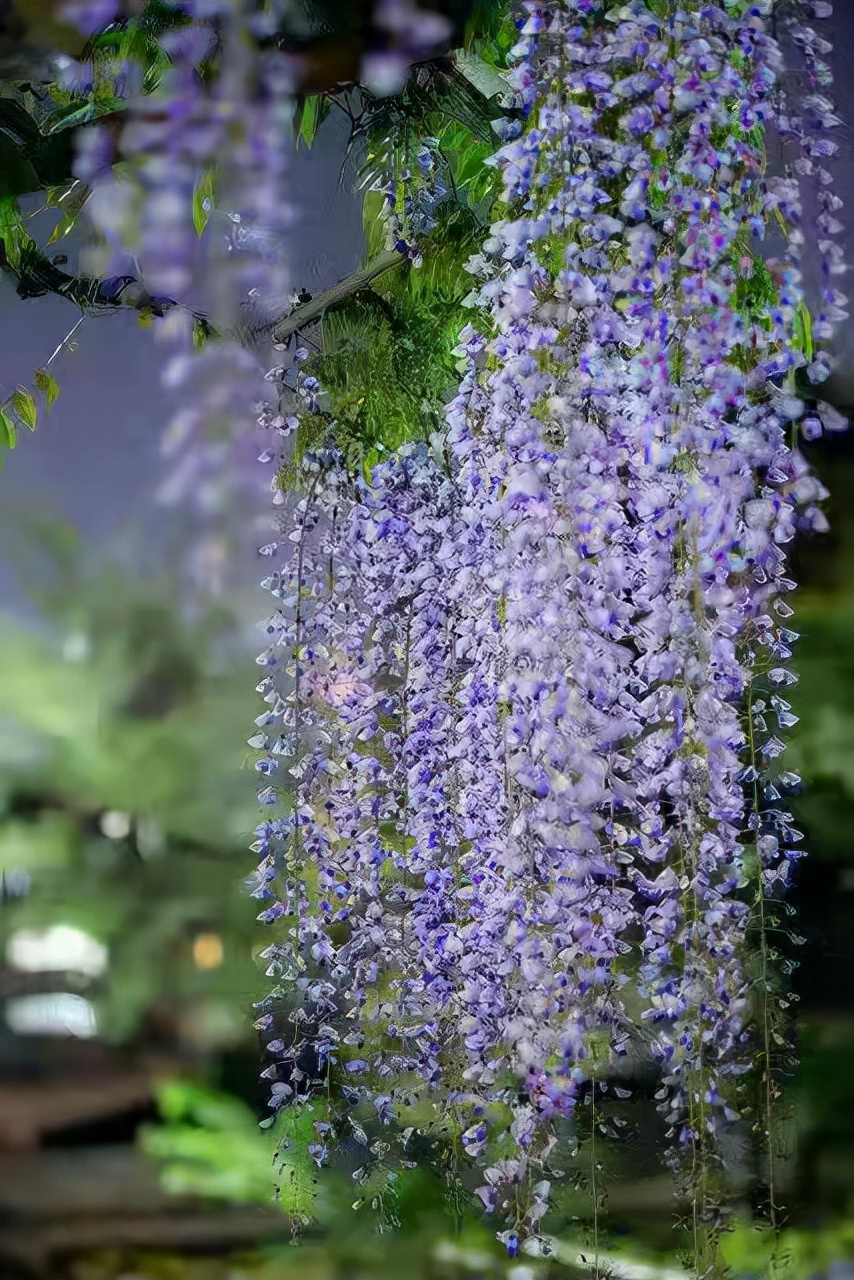 七律·瀑布花