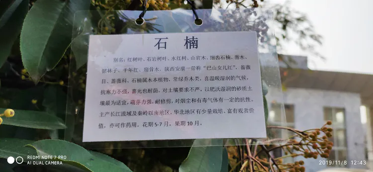 陪你一起看湖北省广水一中①——走进植物王国