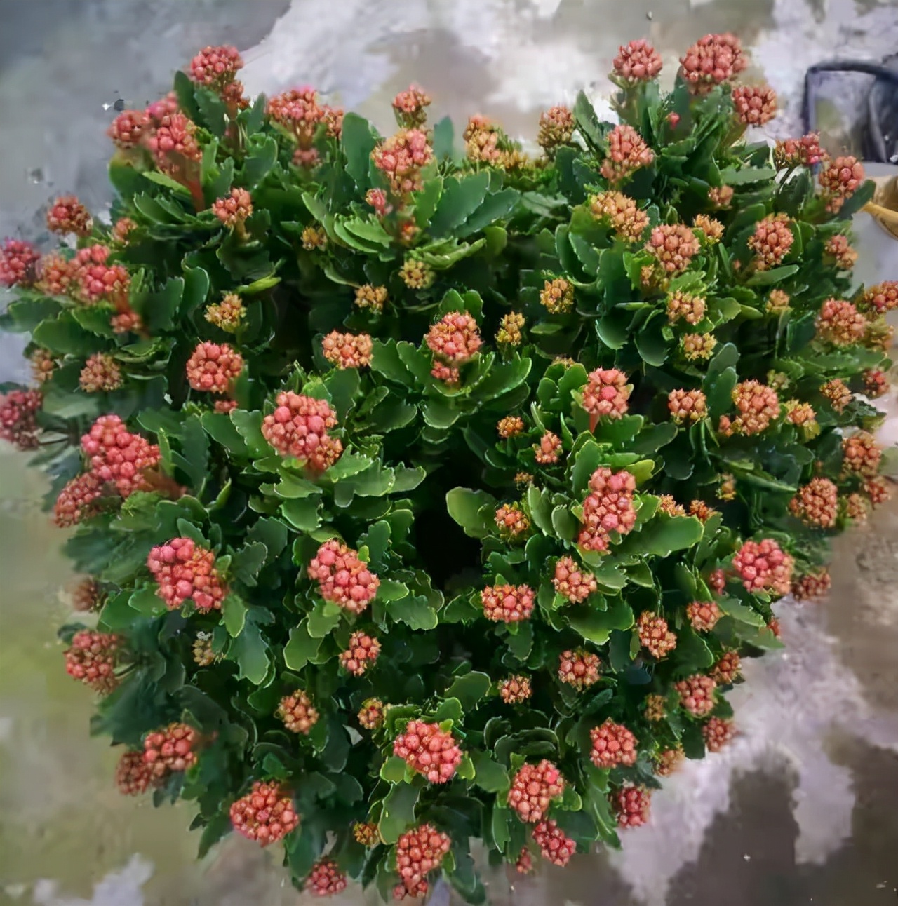 長壽花圖片,長壽花圖片大全