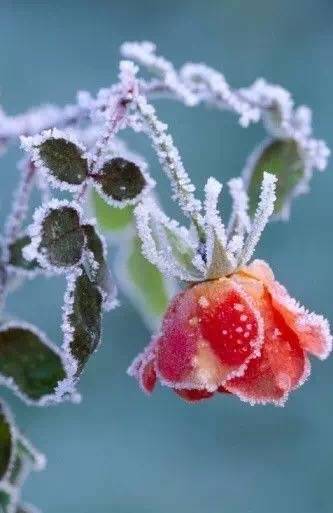那些与霜花有关的诗,哪一句触动了你的心?