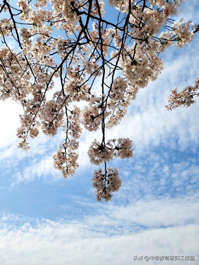 春天樱花烂漫，整理十首赞美樱花的诗，分享给朋友们！