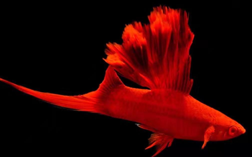 今日红剑尾鱼_红剑鱼最低生存温度_云百科