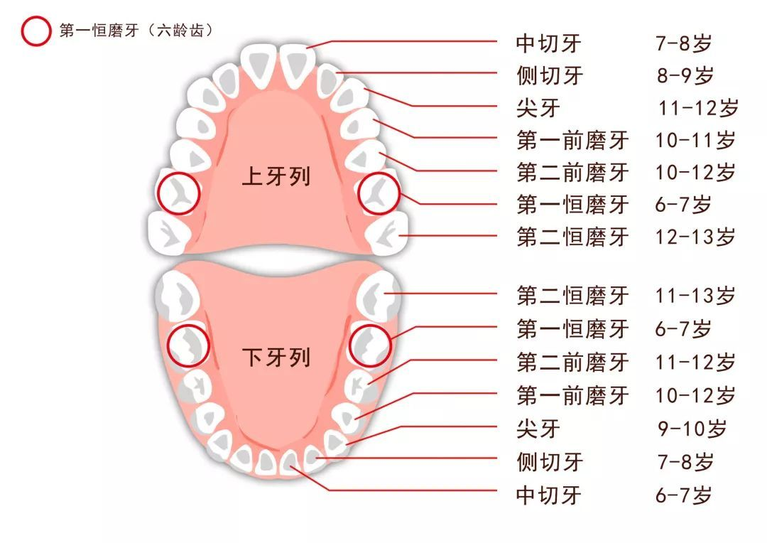 哪些牙不换图片