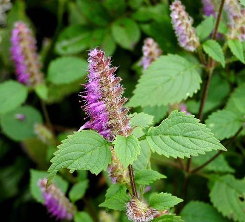 香薷(ru)是一种什么样的植物