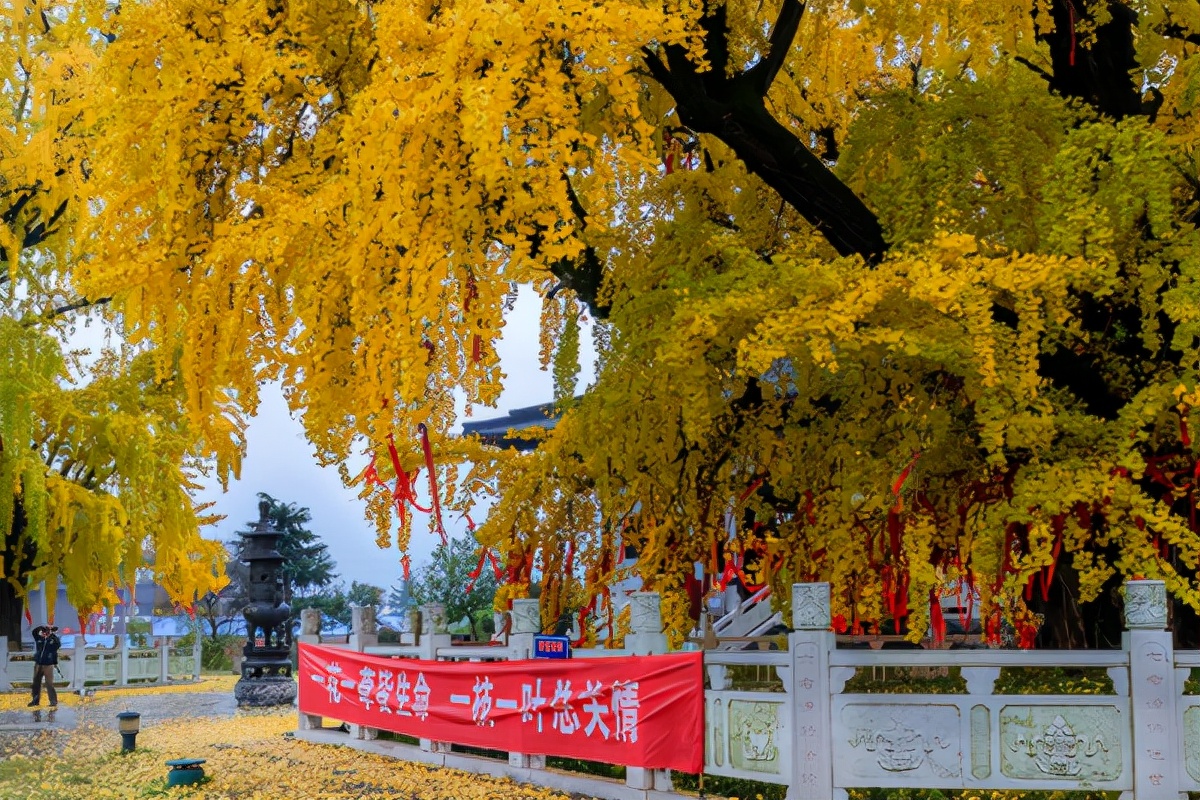 南京正是赏秋“好时节”，栖霞山美得不像话，这份旅游攻略要收好