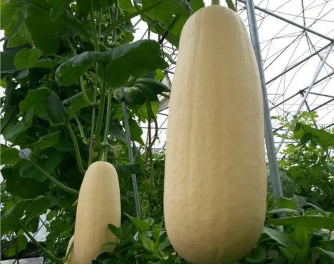 为什么会没有北瓜(为什么会没有北瓜籽) - 风集网