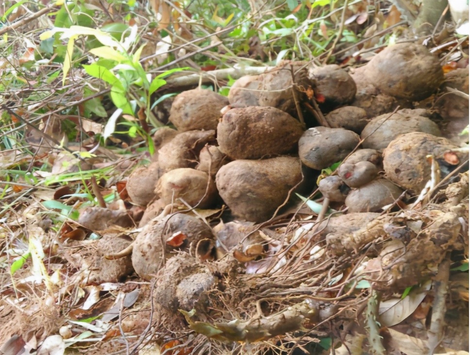 血三七多少钱一斤(根似人形何首乌) - 价格百科