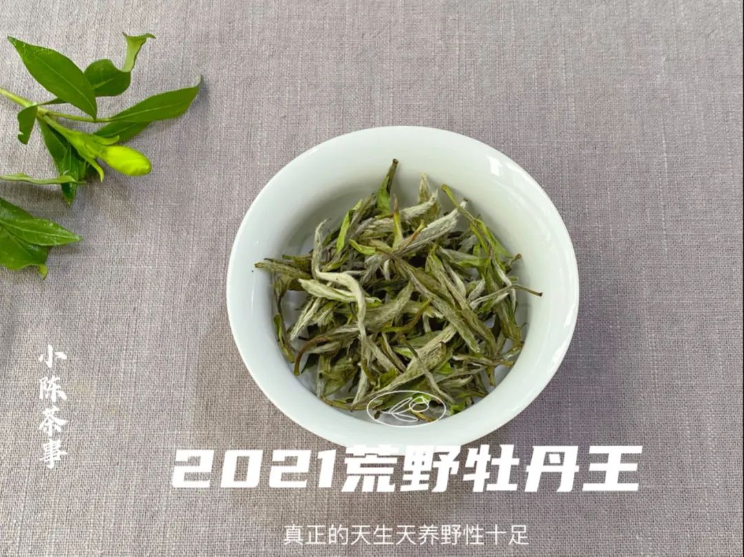 2021荒野牡丹王，花香太盛了，我竟然忽略了白牡丹的毫香与野劲