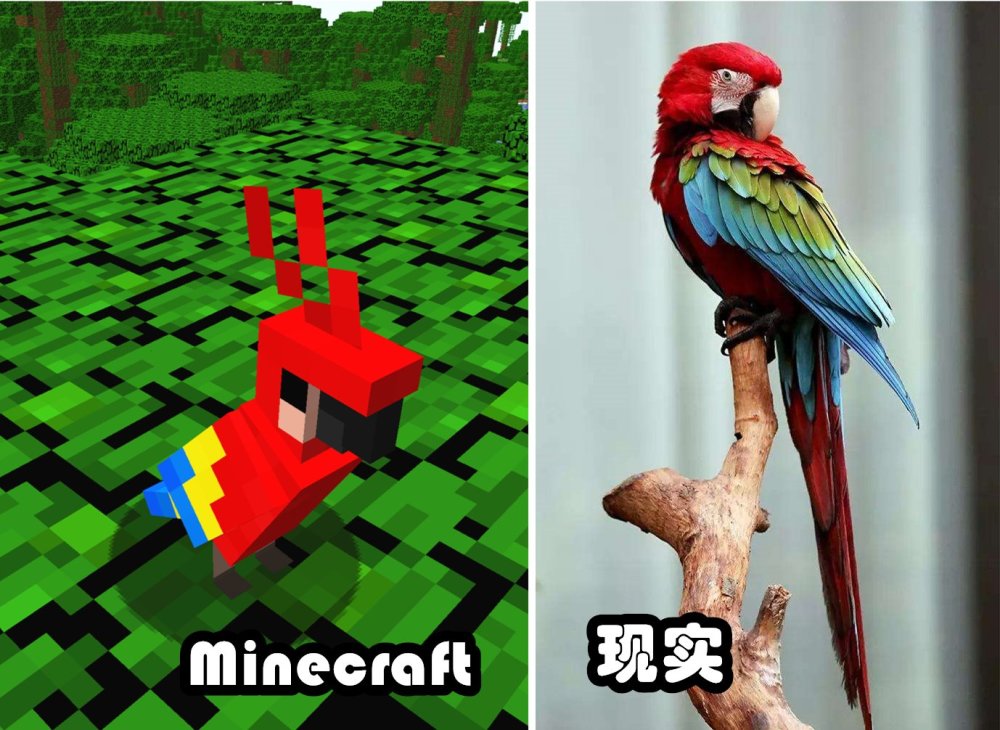 我的世界：鹦鹉到底能不能吃曲奇？这些鹦鹉的秘密你知道吗？