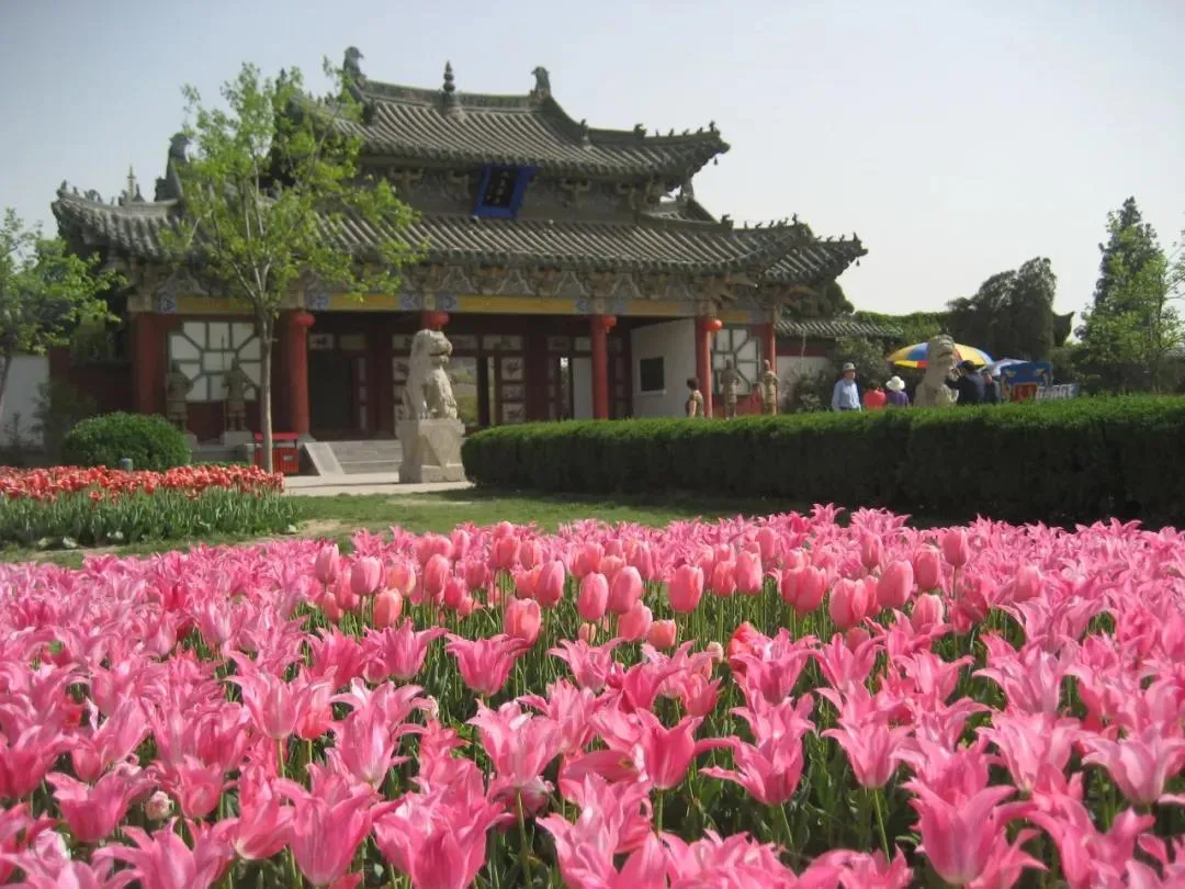 诗词中亭亭玉立的郁金香