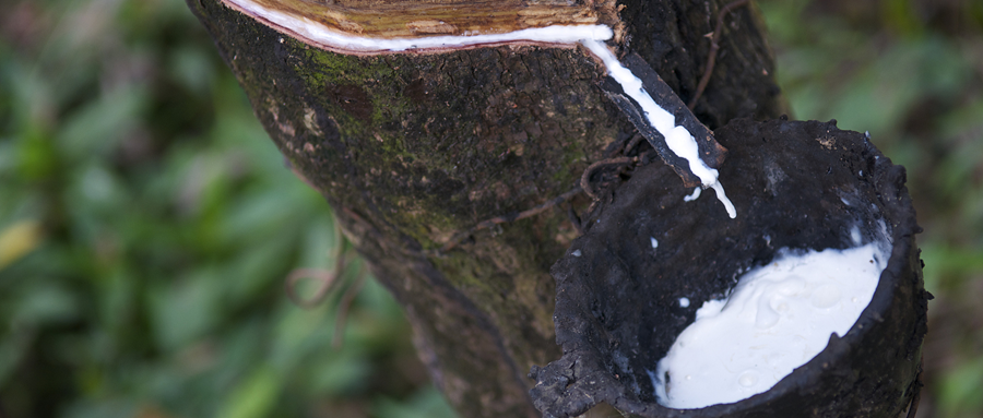 我们通常所说的天然橡胶,是指从巴西橡胶树上采集的天然胶乳,经过凝固