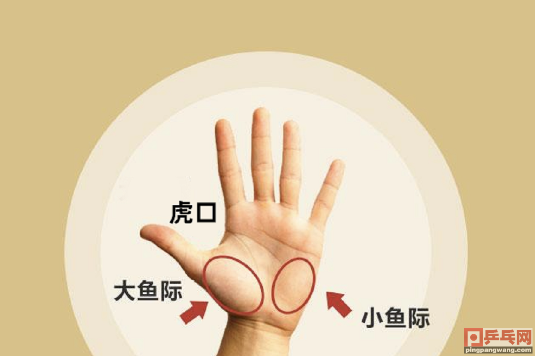 种类繁多的乒乓球拍要怎么选？FL、CS、ST、AN是什么意思