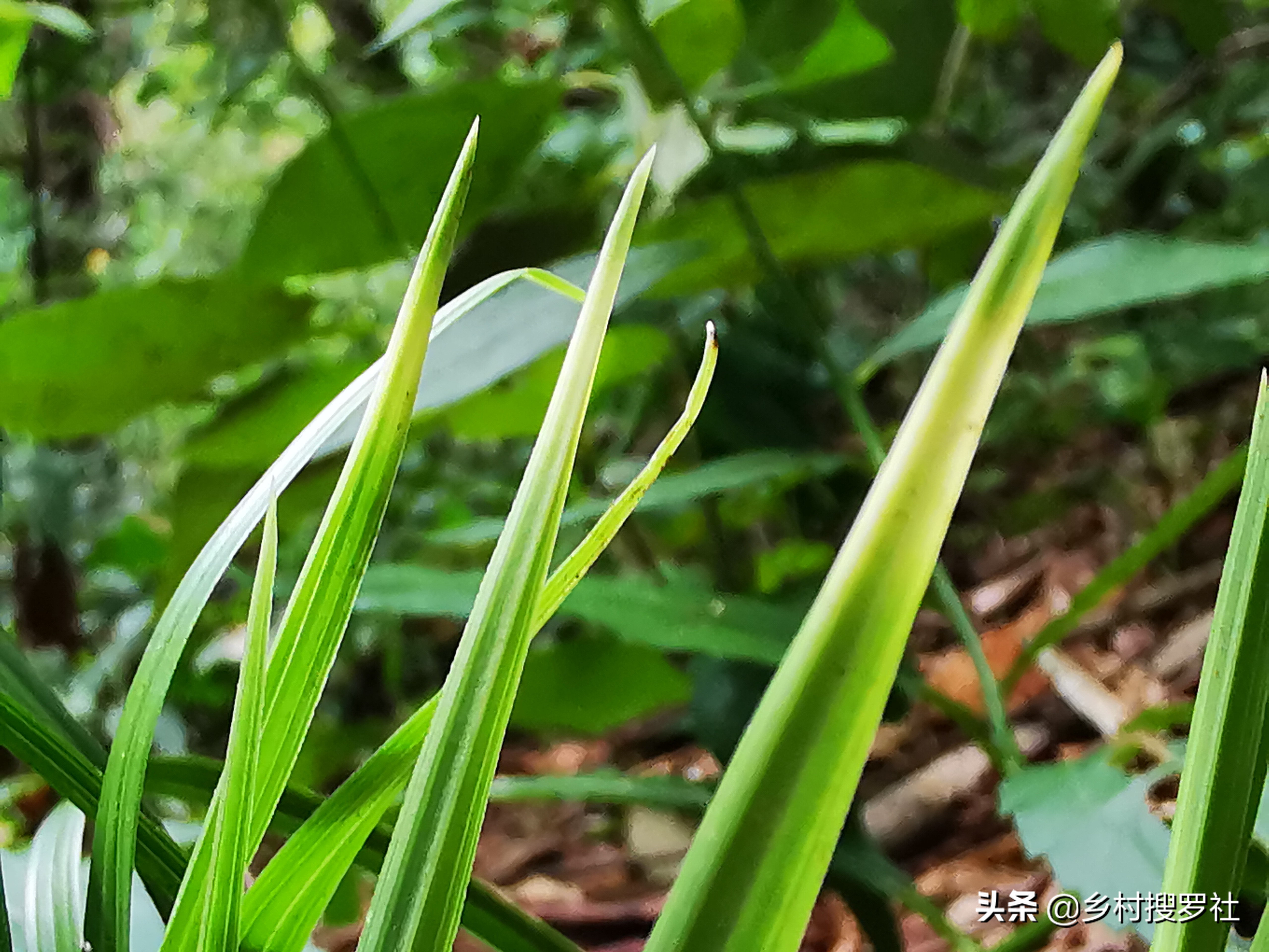 野生金边兰草值多少钱(遇到这样的野生兰花艺草) - 价格百科