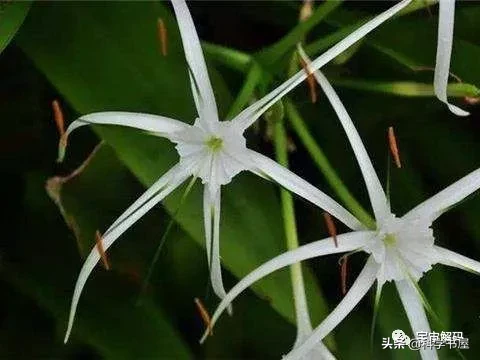 坏女人花，为什么被称为最危险的植物？