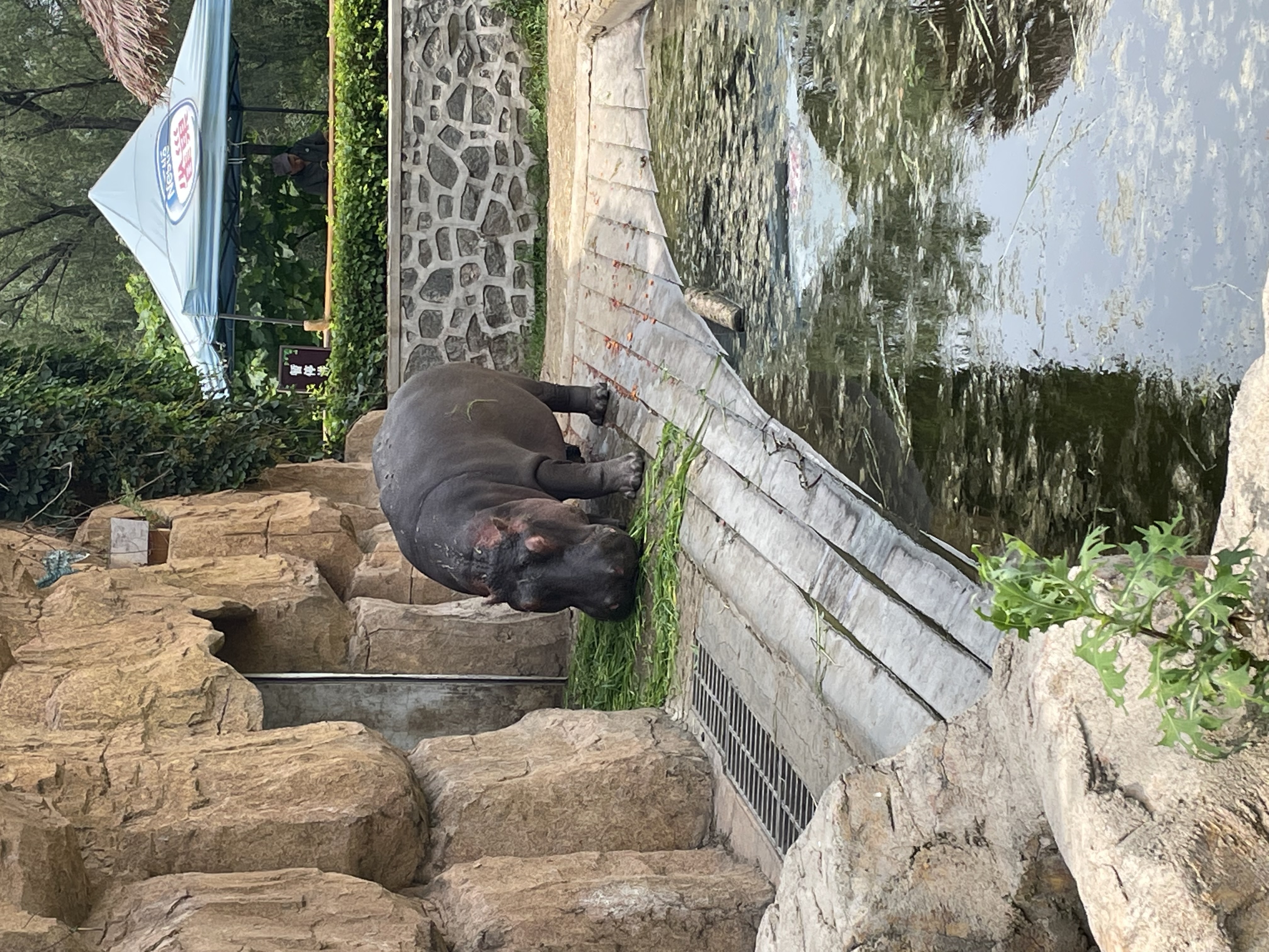 盛夏游沈阳森林动物园