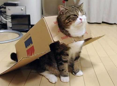 猫的重要感官之一:猫的胡子有什么作用?这不仅仅是一只猫的测量棒